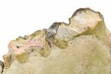 Fossil Titanothere (Megacerops) Jaw - South Dakota #300031-5